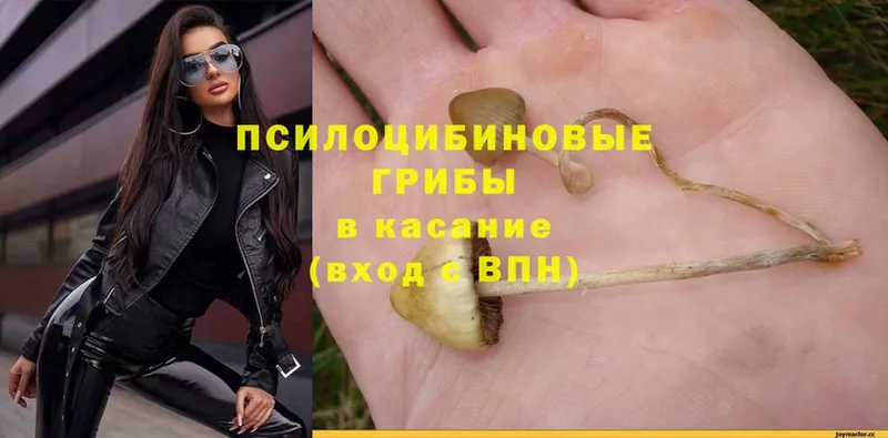 Псилоцибиновые грибы Psilocybe  Ялта 